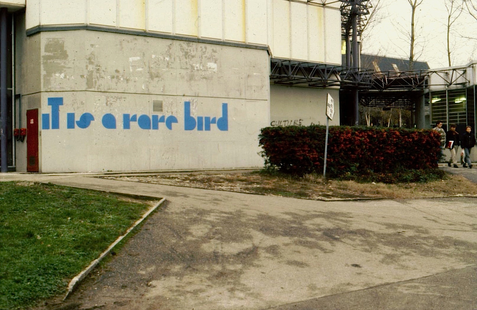 jlg-a_rare_bird