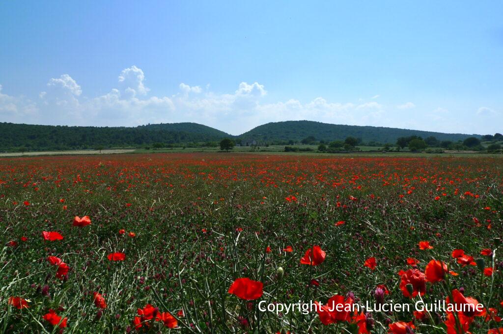 Coquelicots, Pouilles, Italie, 2011