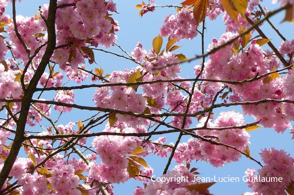 "Flowers in the sky", Belgique, 2011