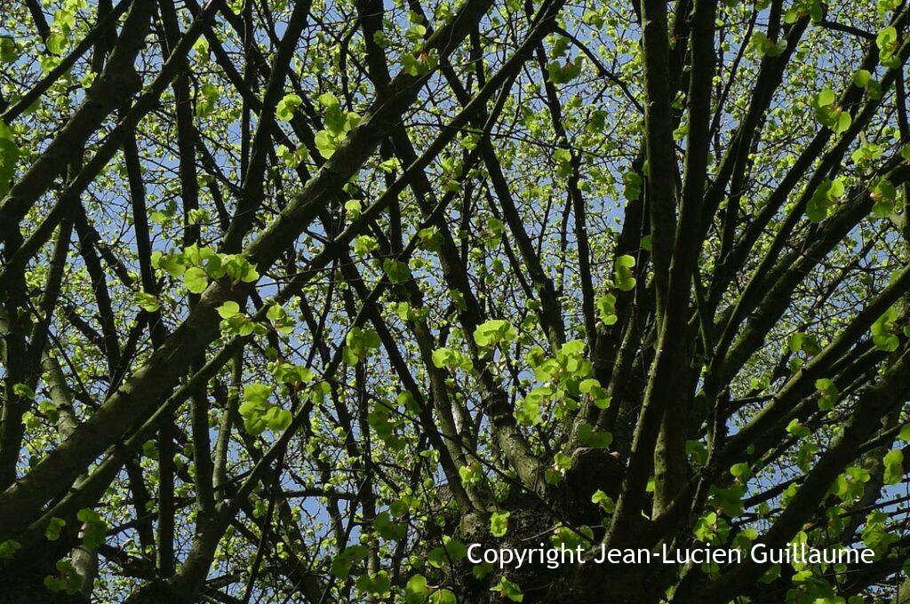 "Leaves in the sky", Belgique, 2011