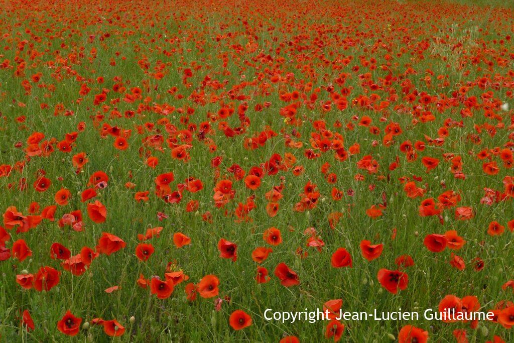 Puglia, Italia, 2011