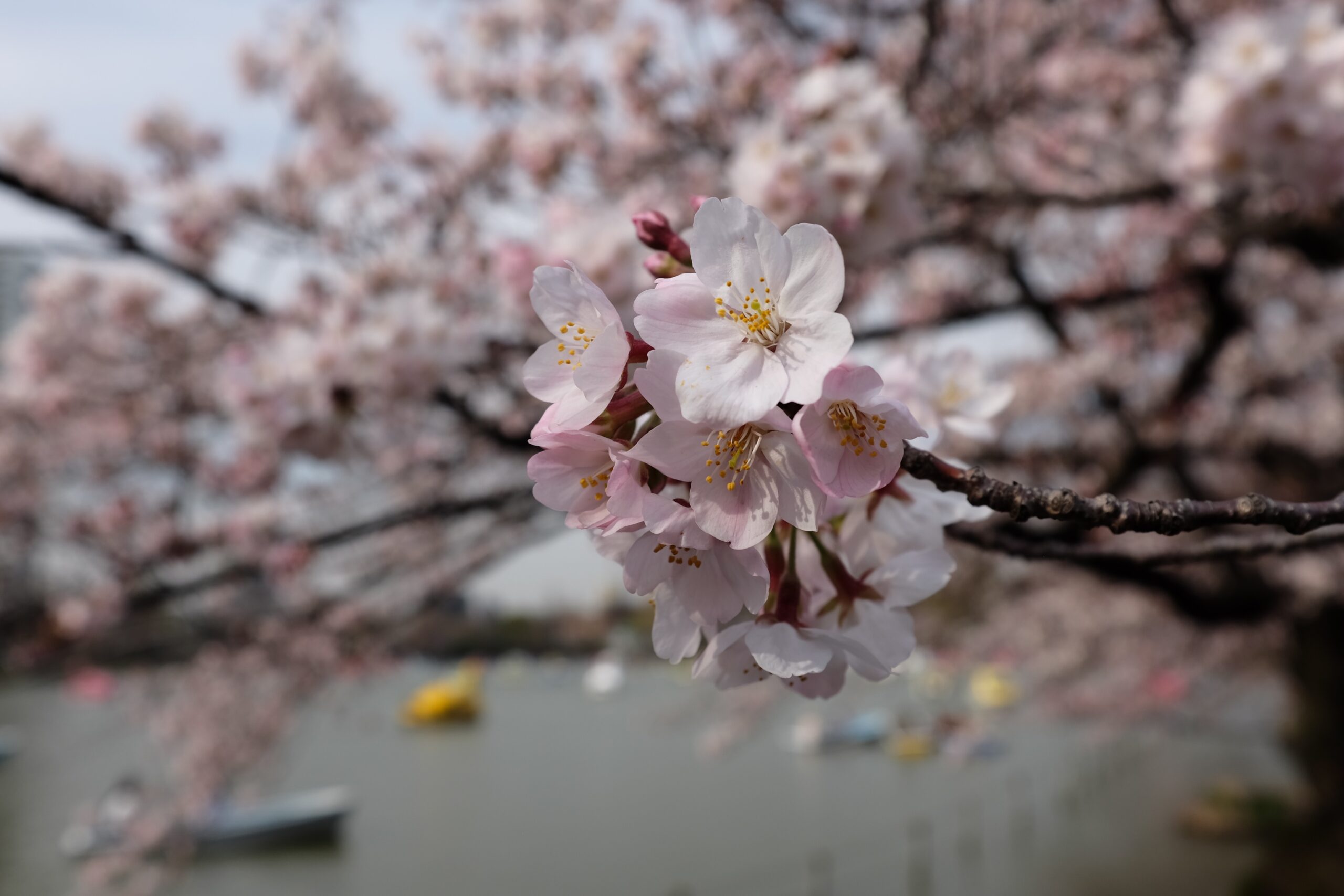 japan-clou0178