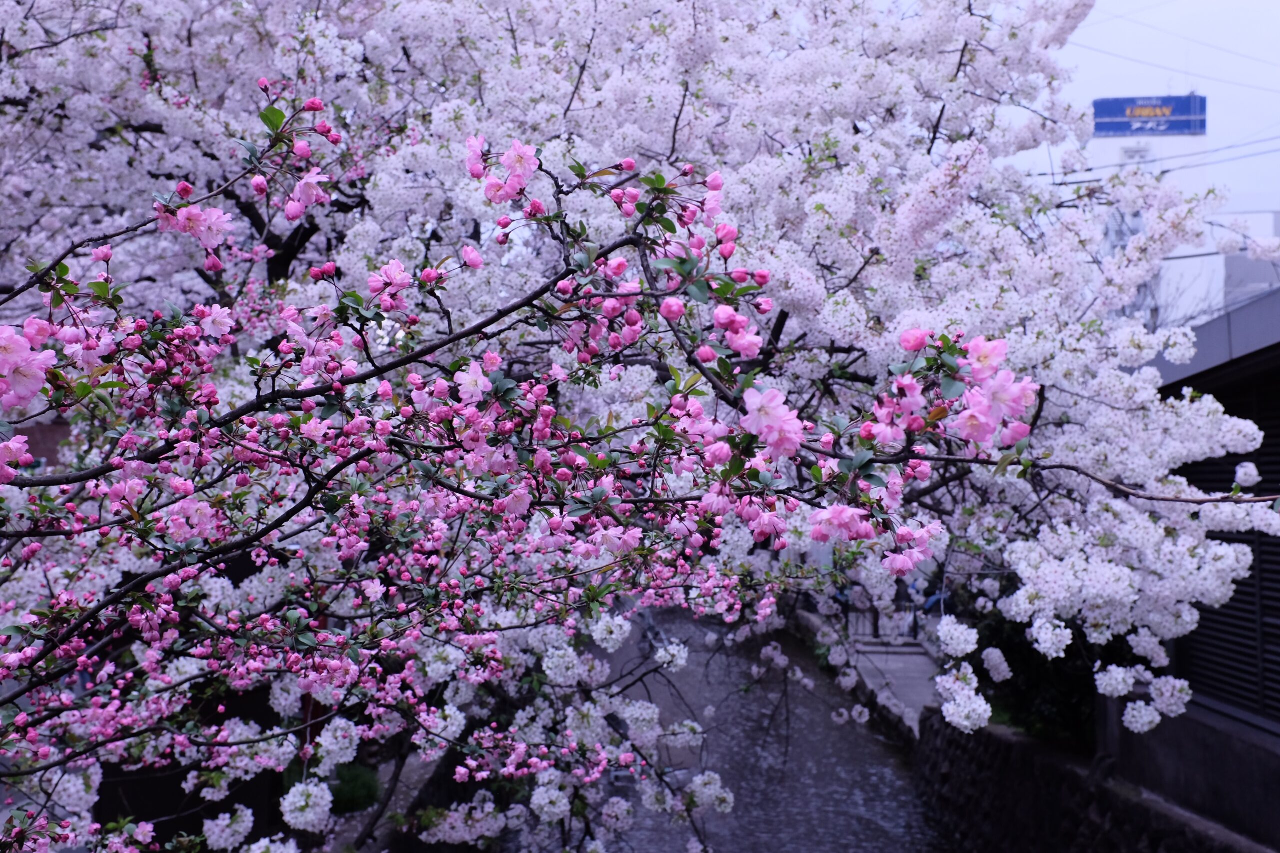 japan-clou0301