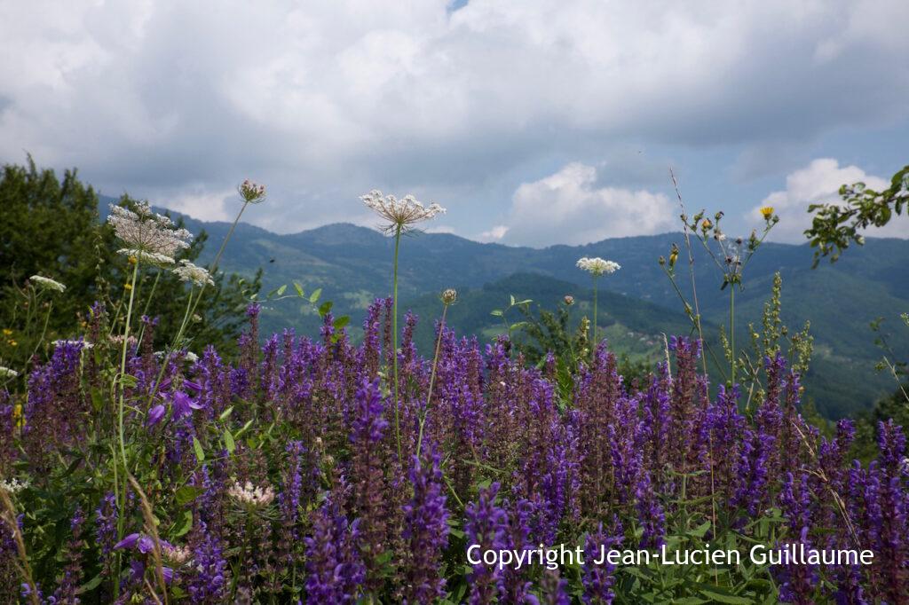 Montenegro, 2014