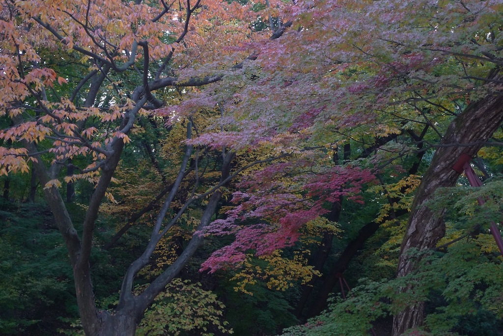 "leaves in the sky"